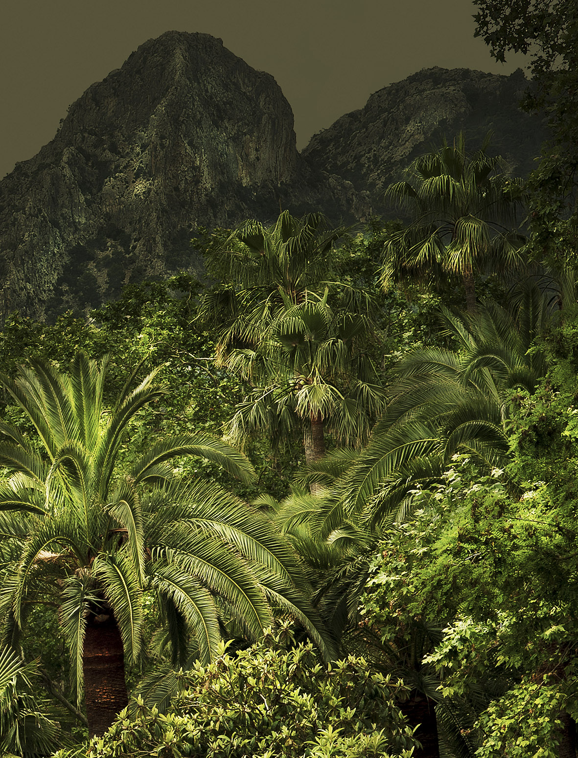 Jungles france photo book